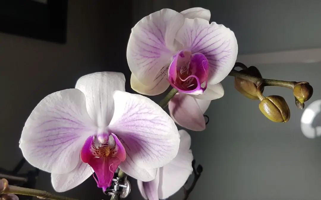 Do you water orchids from the top or bottom?