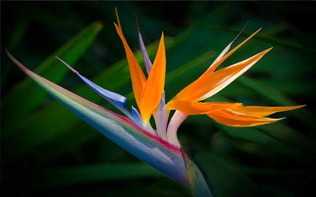Bird of paradise plant care