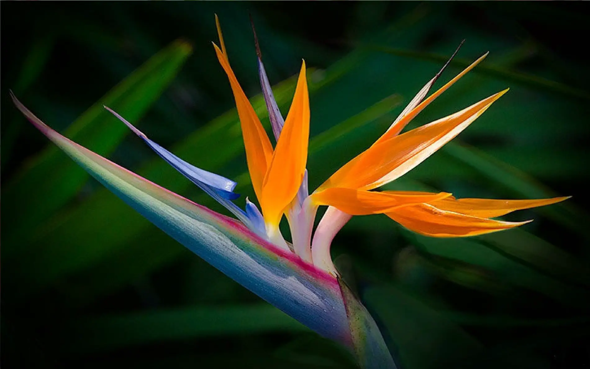 free download bird of paradise plant care