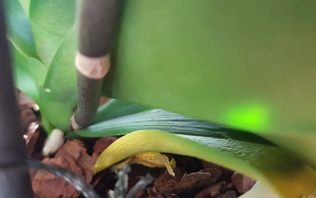 Should you cut yellow leaves off Orchids?