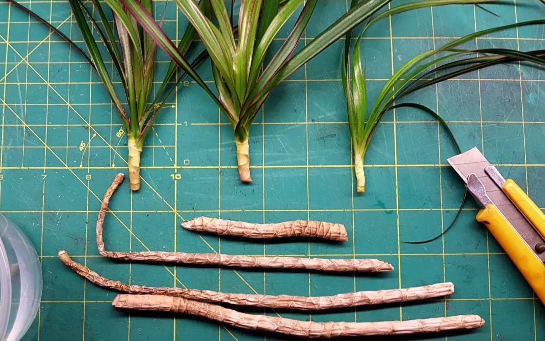 Can you grow a dragon tree from a cutting?