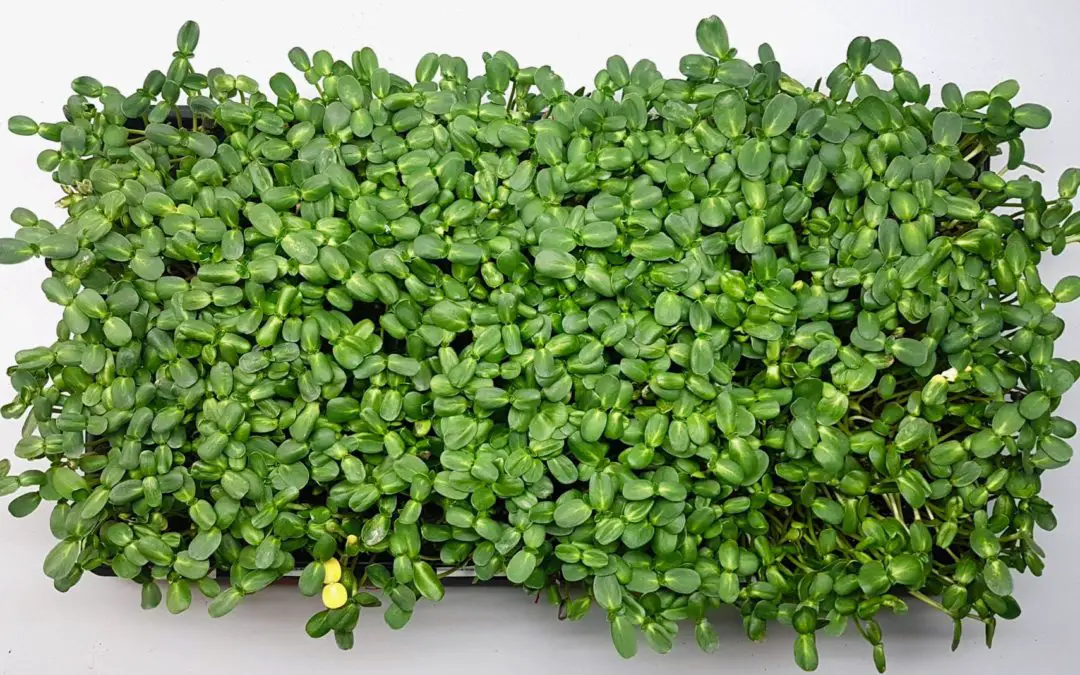 Are all microgreens edible?