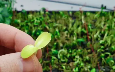 Why do Microgreens & Seedlings Turn Yellow?