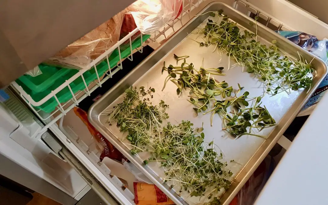 Can you freeze microgreens?