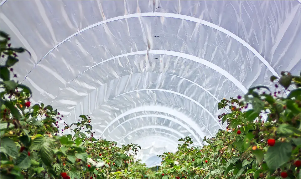 poly caterpillar tunnel greenhouse for microgreens