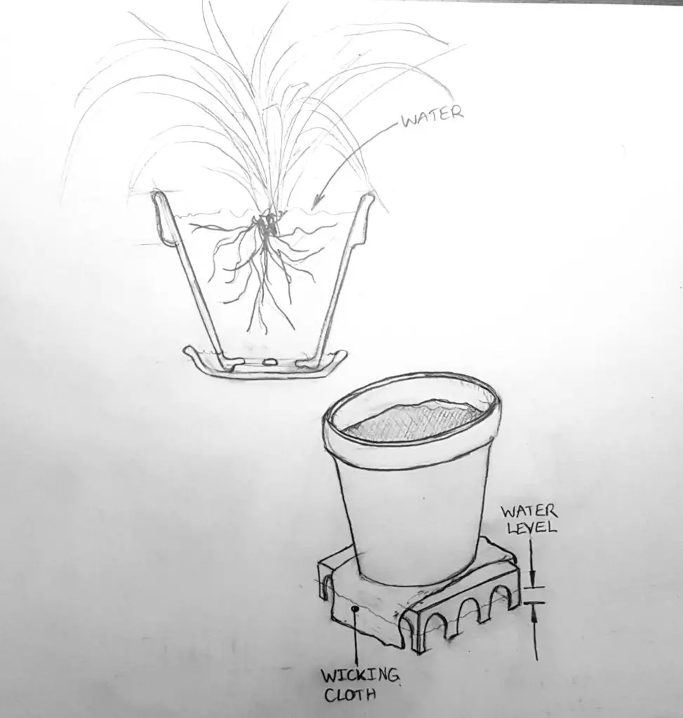 Potted plant and sub-irrigated pot.