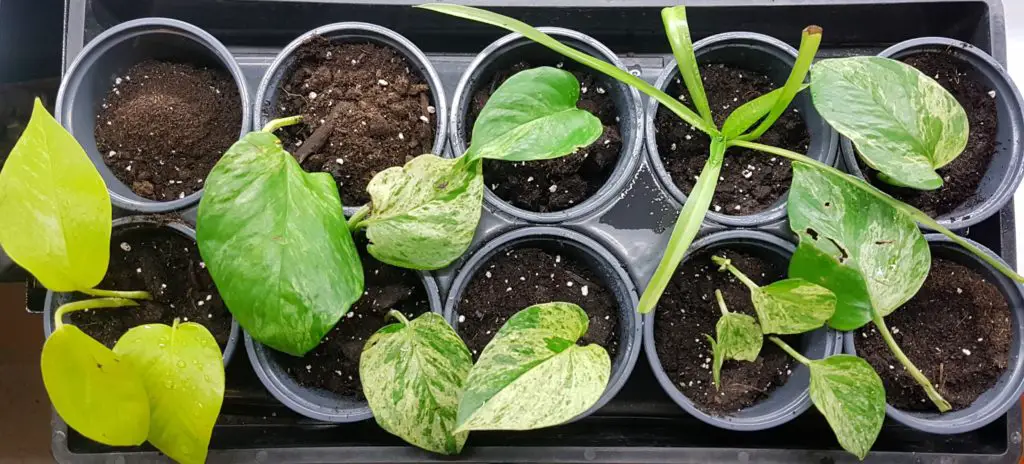 Young Pothos plants in Soil