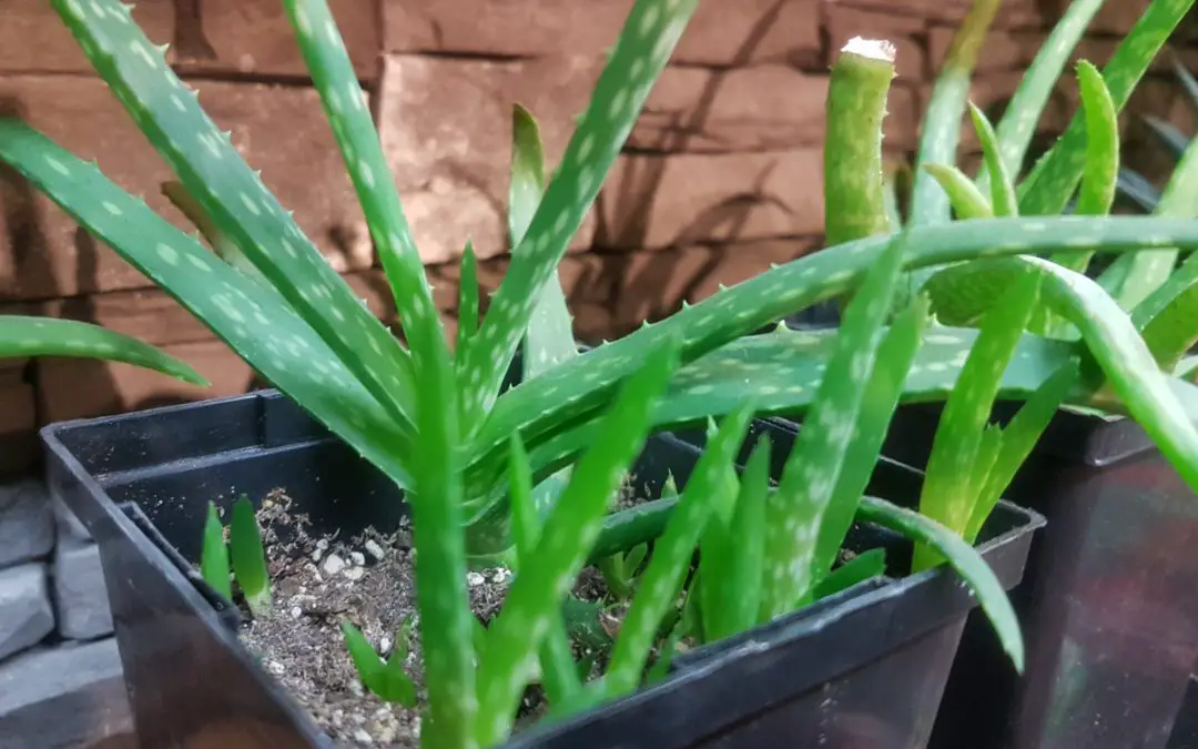 Aloe Vera Lightly Fertilized