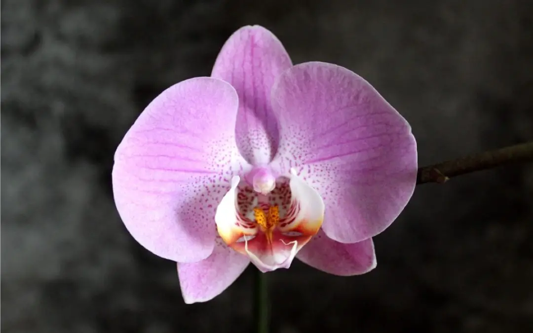 Phalaenopsis Moth Orchid