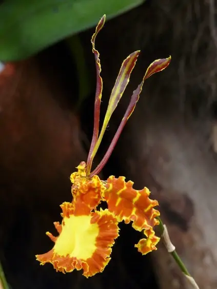 Psychopsis (Butterfly Orchid)