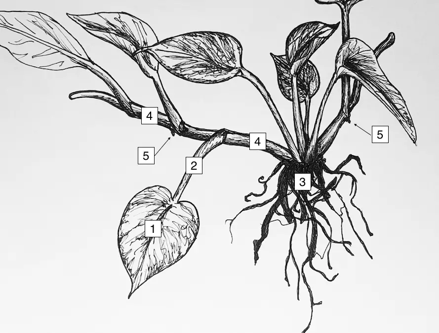 Pothos anatomy illustration.