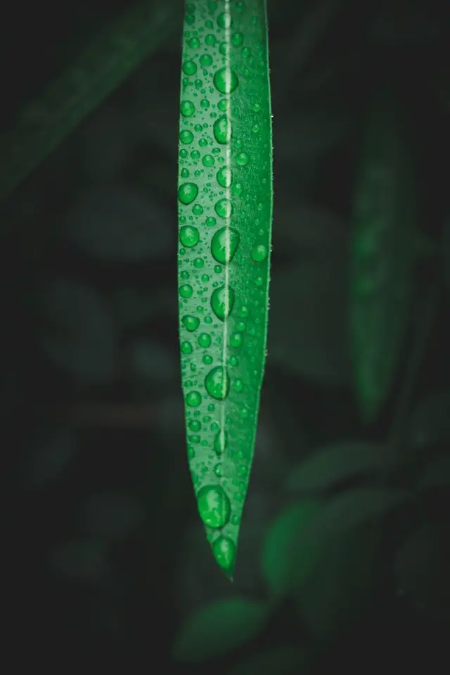 A wet leaf is pictured
