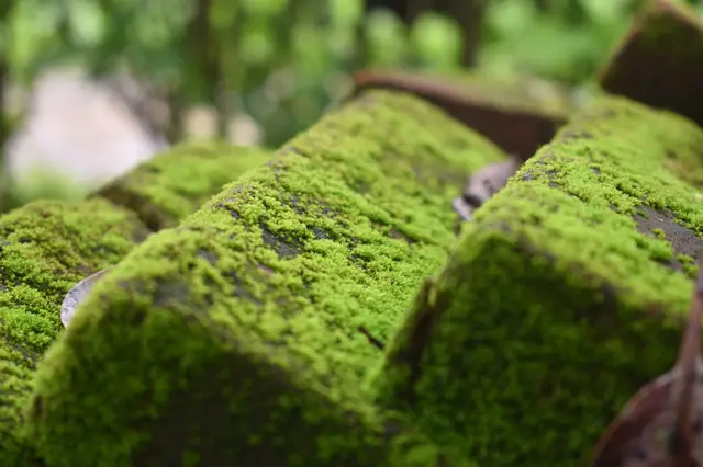 Where to find moss in your yard