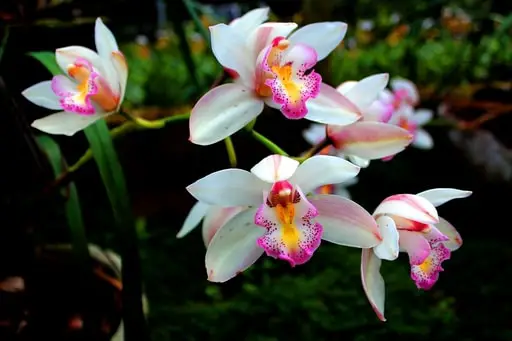 Orchids Living Wall