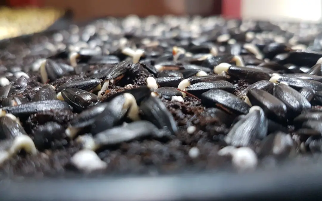 Sunflower microgreen seed hull removal