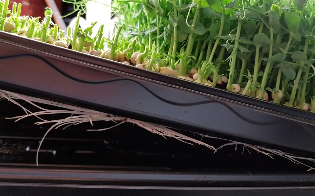 Are sprouts the same as microgreens?