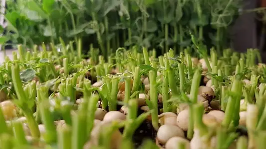 Half harvested tray of pea microgreens