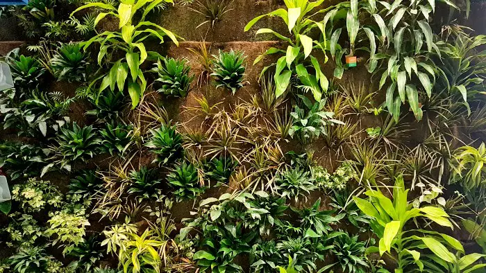 Can I grow tropical plants in a living wall?