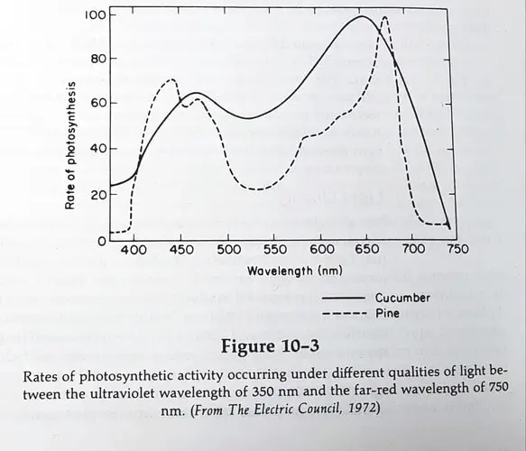 Photosynthetic activity of Mirogreens