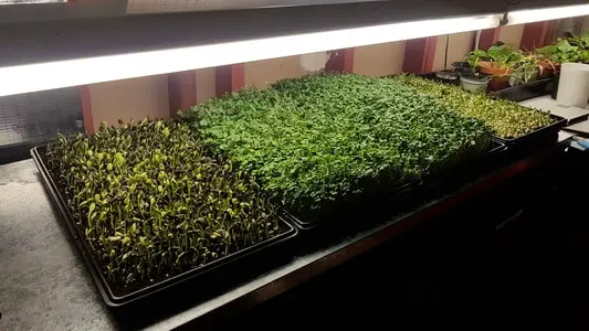 Microgreens growing under fluorescent light