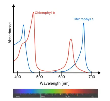 Chlorophyll a vs b absorbtion spectrum