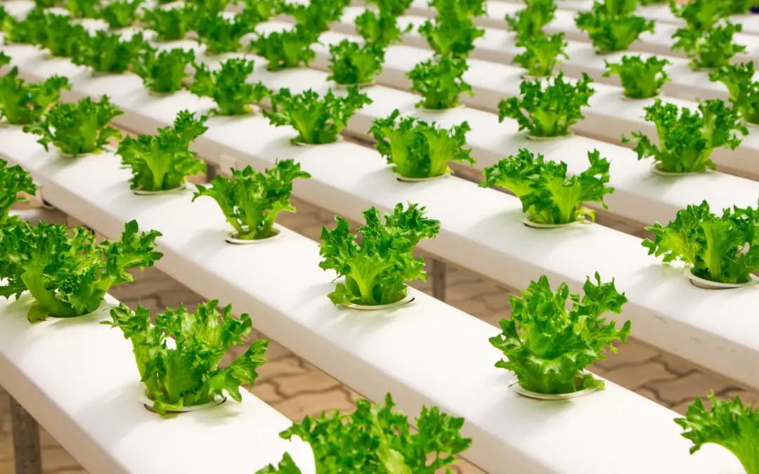 Top 7 tips for indoor vegetable gardens in 2020