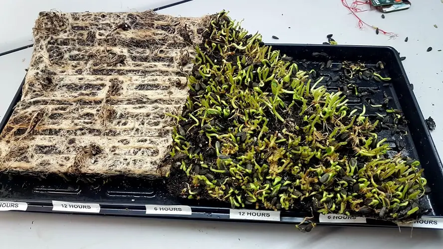 Used sunflower microgreen soil tray 