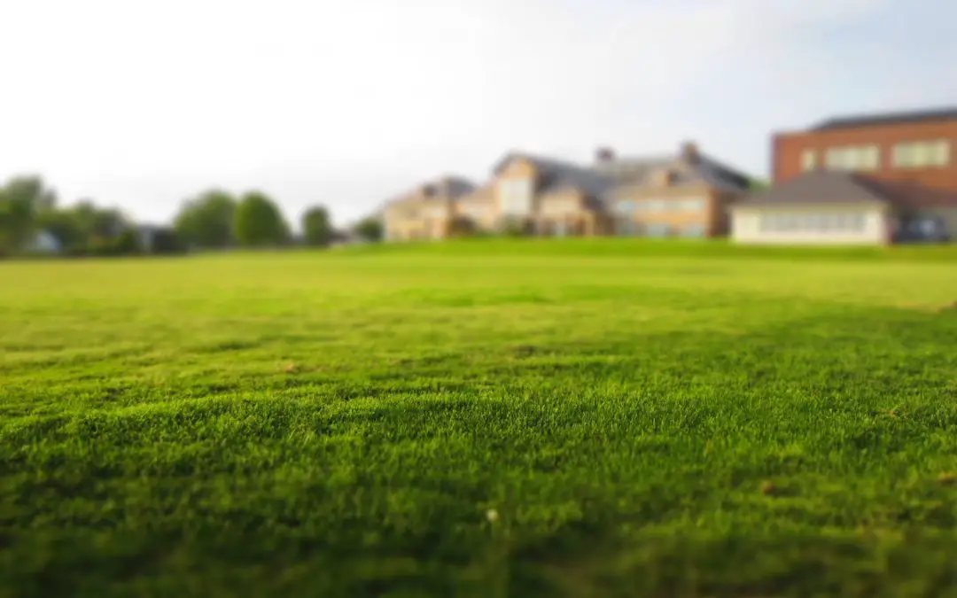 Caring for your new sod lawn