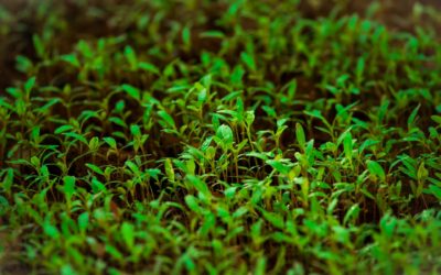 How many hours of light do microgreens need?