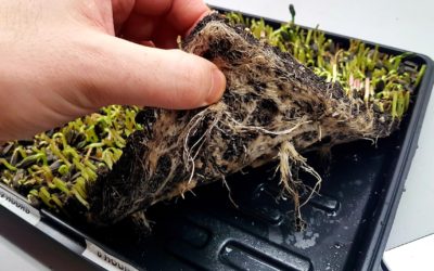 Can you reuse microgreen soil?