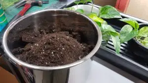 How much soil do microgreens need?