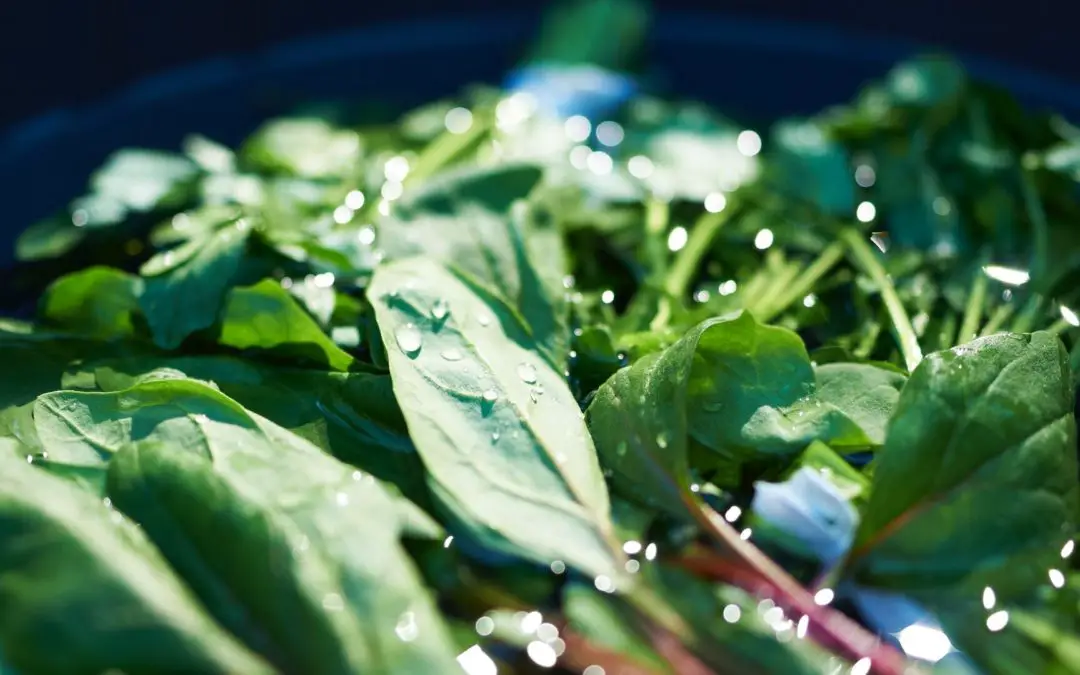 How long should you soak microgreen seeds?