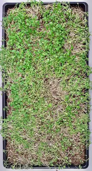 wilted and patchy microgreens tray