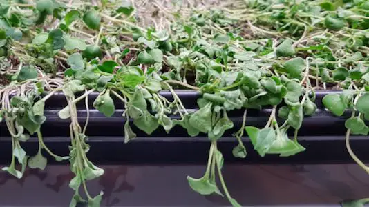 wilted thin-stemmed-microgreens from underwatering