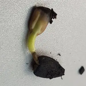 Sunflower seedling stuck in the seed hull