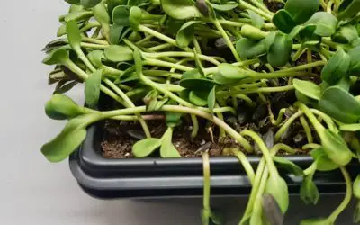 11 Reasons Why Microgreens Wilt & Fall Over (And How to Save Them)