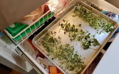 Can you Freeze Microgreens? Surprising Health Benefits!