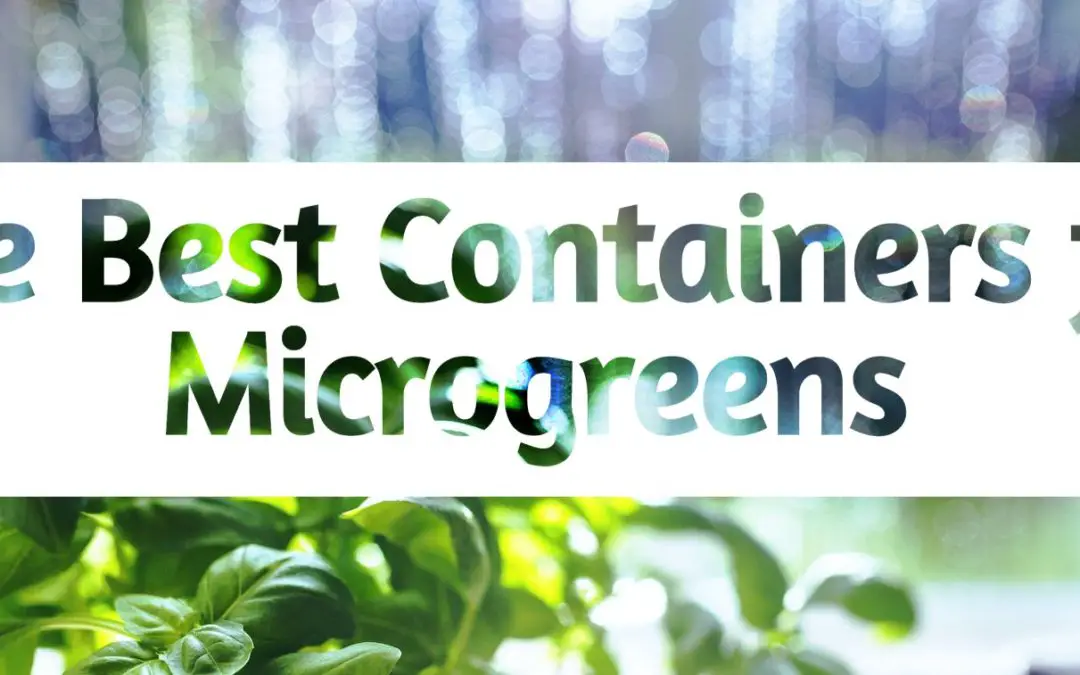 The Best Containers for Microgreens