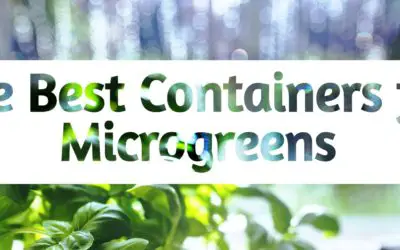 Best Containers to Grow Microgreens In (& what to Avoid At All Costs!)