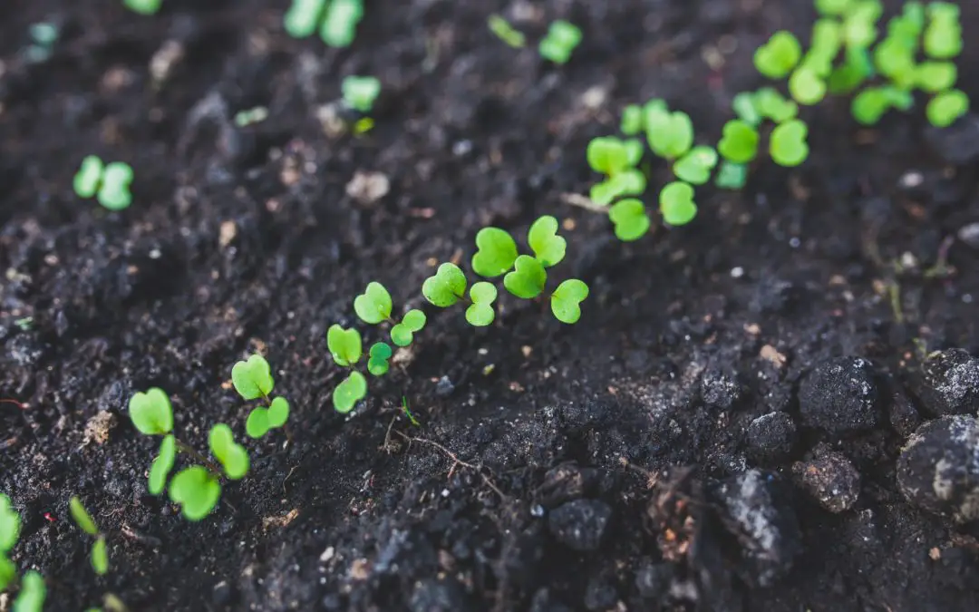 Choosing the Best Soil for Microgreens