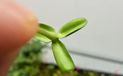 Why did my Sunflower Microgreen Sprout Three Leaves?